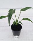 Monstera 'Burle Marx's Flame'