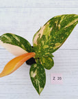 Philodendron Green Congo Variegata (Nuclear)