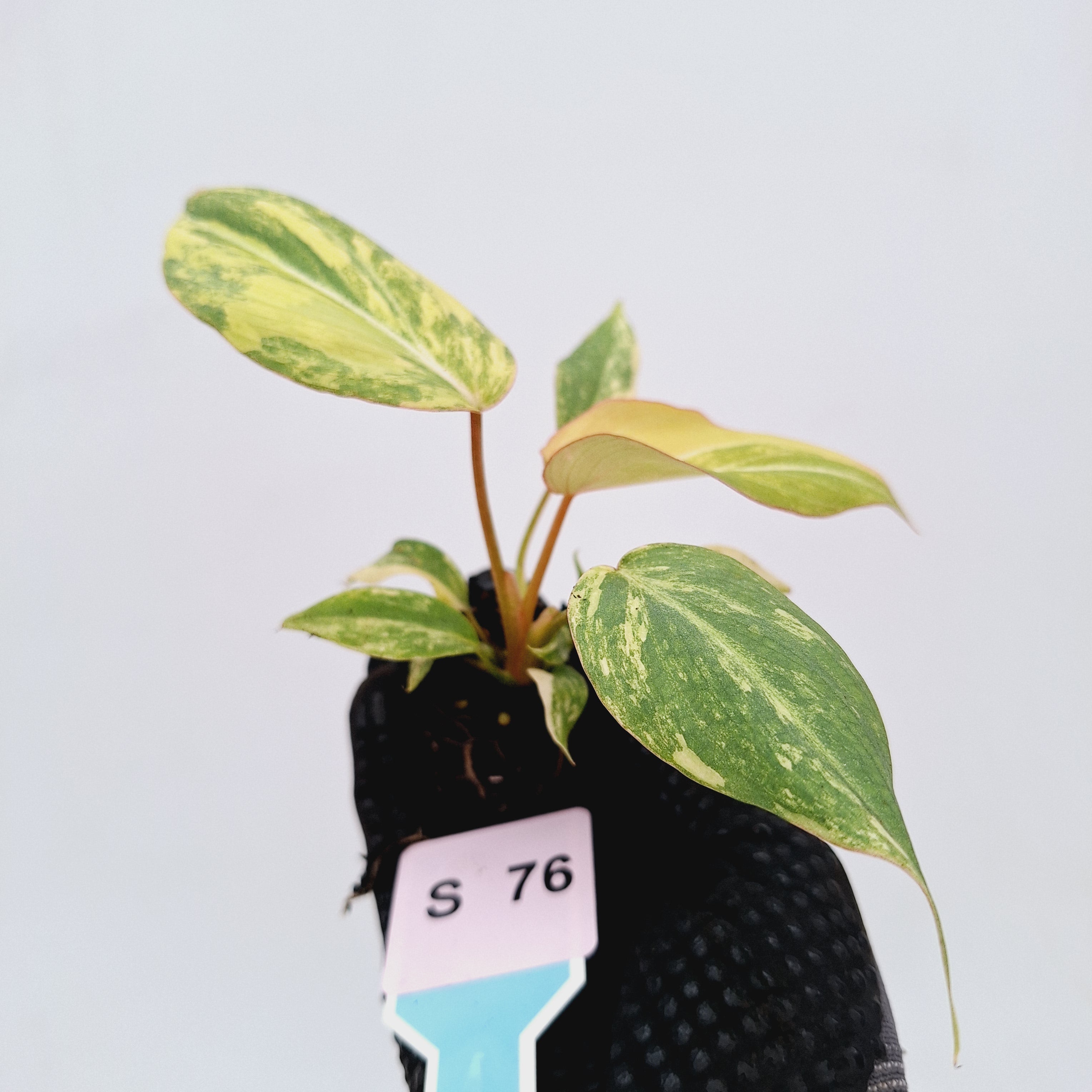 Philodendron gloriosum  variegata - Bare Bottom Baby