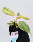 Philodendron gloriosum  variegata - Bare Bottom Baby