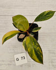 Philodendron 'Rojo Congo Variegated' - SALE