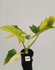Philodendron warscewiczii Gold Variegata