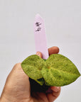 Anthurium 'Dark Phoenix' Variegata - Bare Bottom Baby