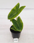 Alocasia 'Morocco' Variegated - SALE