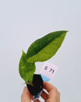 Alocasia scalprum Variegata-Bare Bottom Baby