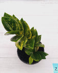 Zamioculcas zamiifolia Variegated ZZ Plant