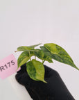 Alocasia Dragon Scale Aurea Variegata - Bare Bottom Baby