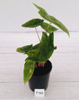 Alocasia 'Morocco' Variegated - SALE