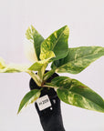 Philodendron imperial green variegata - SALE