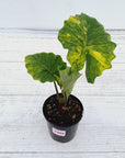 Alocasia Portora Variegata