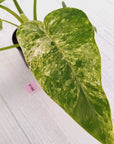 Philodendron giganteum Blizzard - SALE
