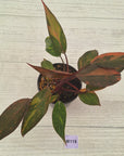 Philodendron 'Orange Princess' Sport