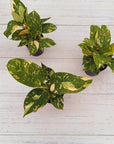 125mm Philodendron Congo Nuclear Gift Box - Christmas-Pre Order