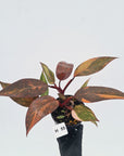 Philodendron 'Orange Princess' - FLASH SALE