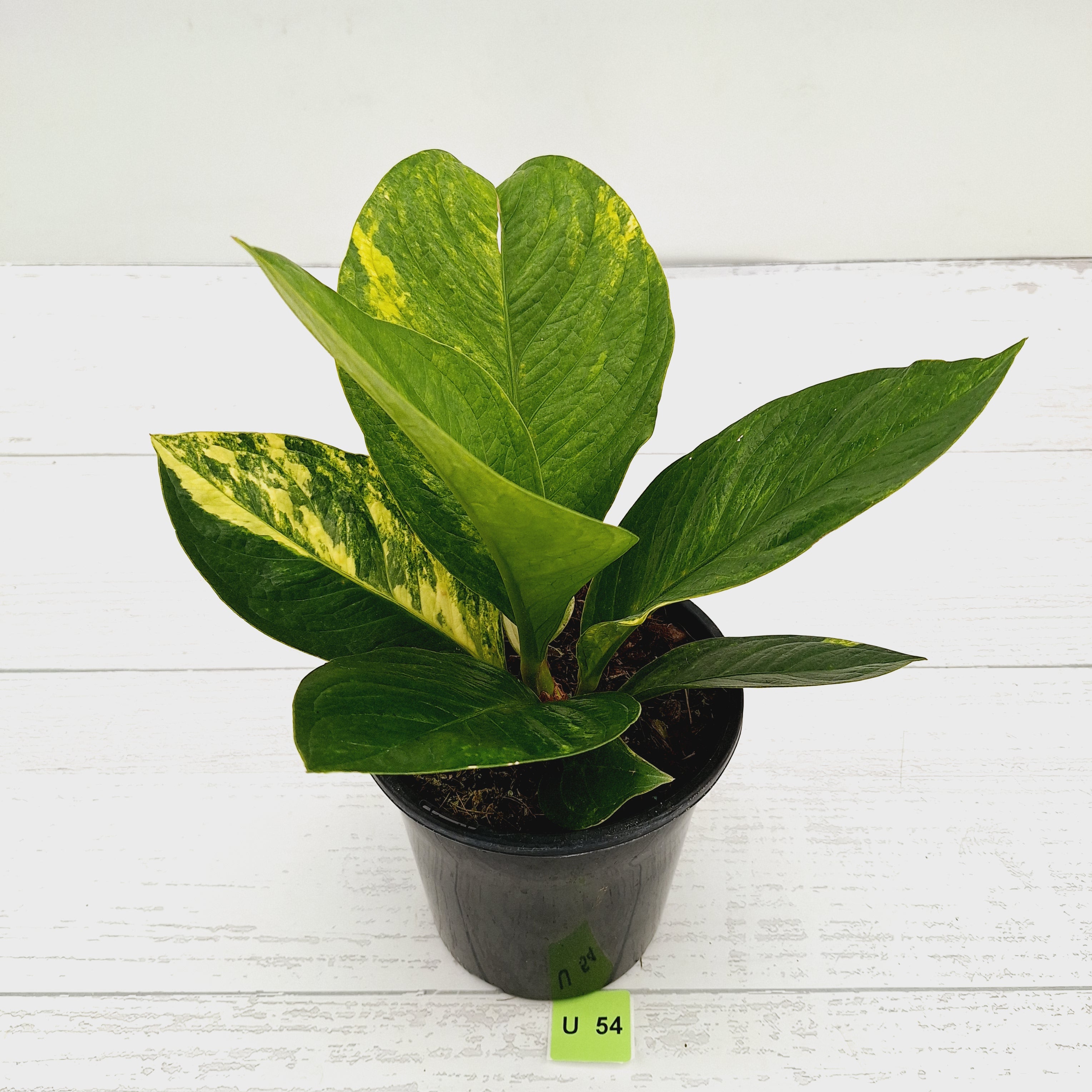 Anthurium jenmanii Variegata