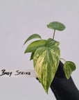 Homalomena rubescens Variegata - Bare Bottom Baby