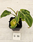 Philodendron gloriosum 'Snow Leopard'