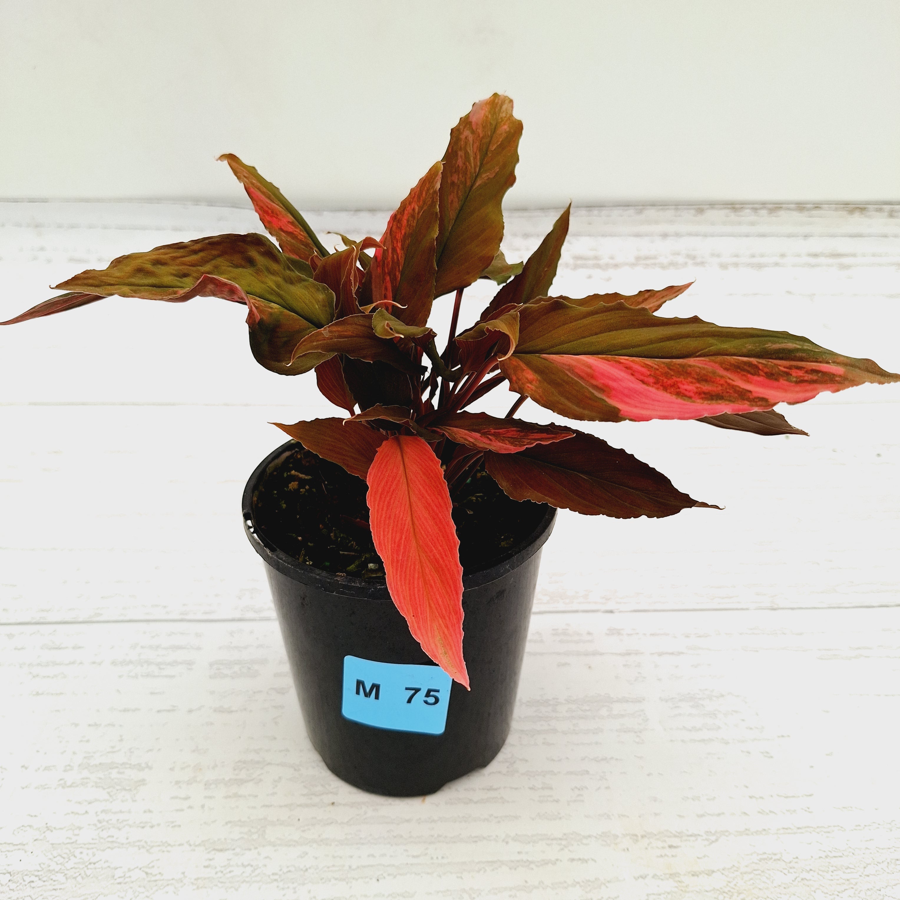 Homalomena Humilis Jungle Satin Variegata