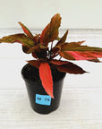 Homalomena Humilis Jungle Satin Variegata