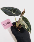 Alocasia reginula 'Black Velvet variegata' - Bare Bottom Baby