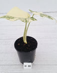 Monstera deliciosa Thai Constellation Sports