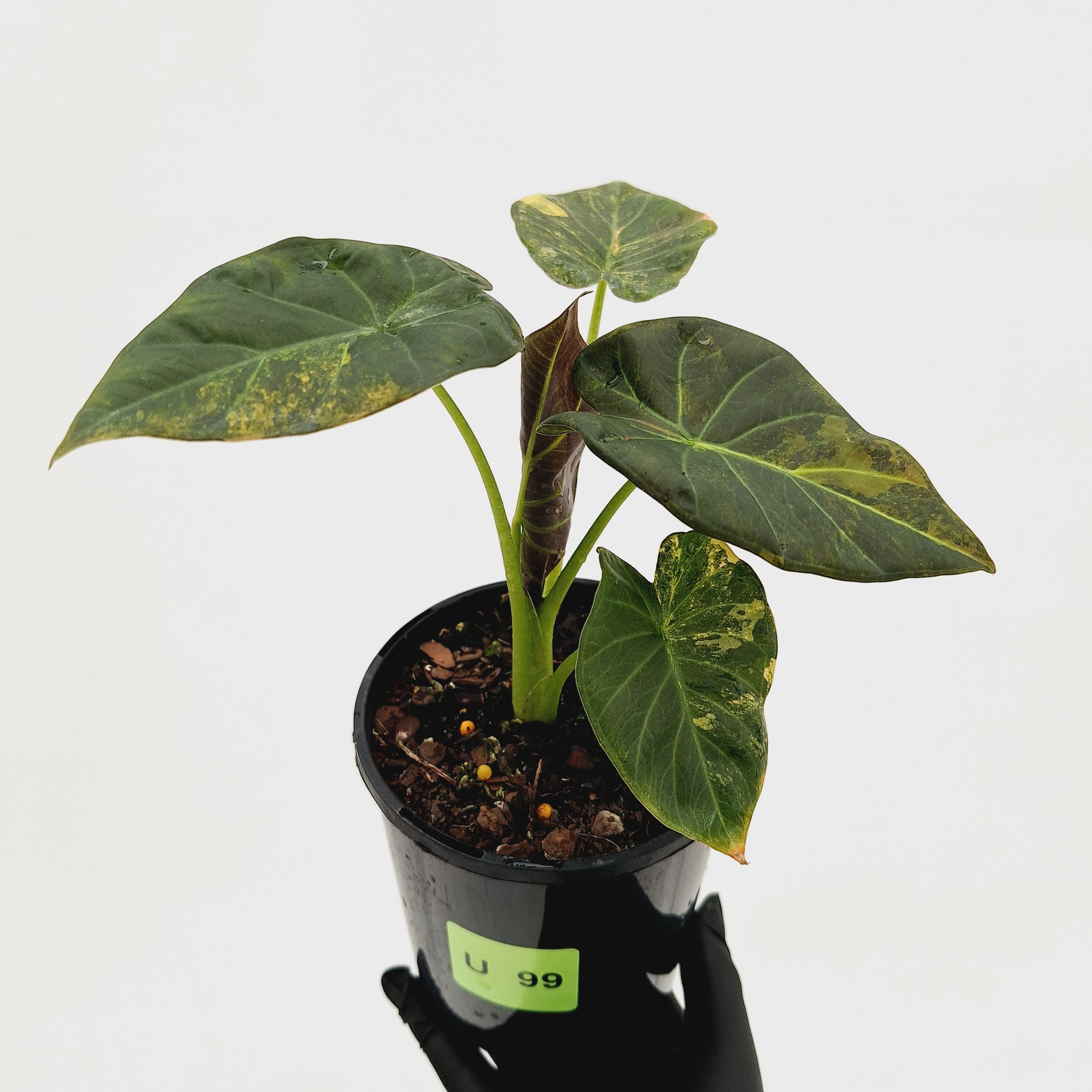 Alocasia 'Regal Shields'  variegata