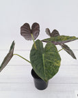 Alocasia ‘wentii’ Variegated