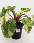 Alocasia odora x portei Low Rider Variegata - SALE