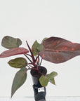 Philodendron 'Orange Princess' - FLASH SALE