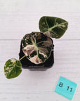 Alocasia reginula 'Black Velvet variegata'