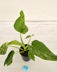 Philodendron giganteum Blizzard - SALE
