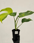 Monstera borsigiana Aurea
