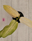 Philodendron 'Whipple Way' SALE