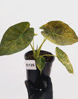 Alocasia ‘wentii’ Variegated
