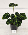Anthurium Regale