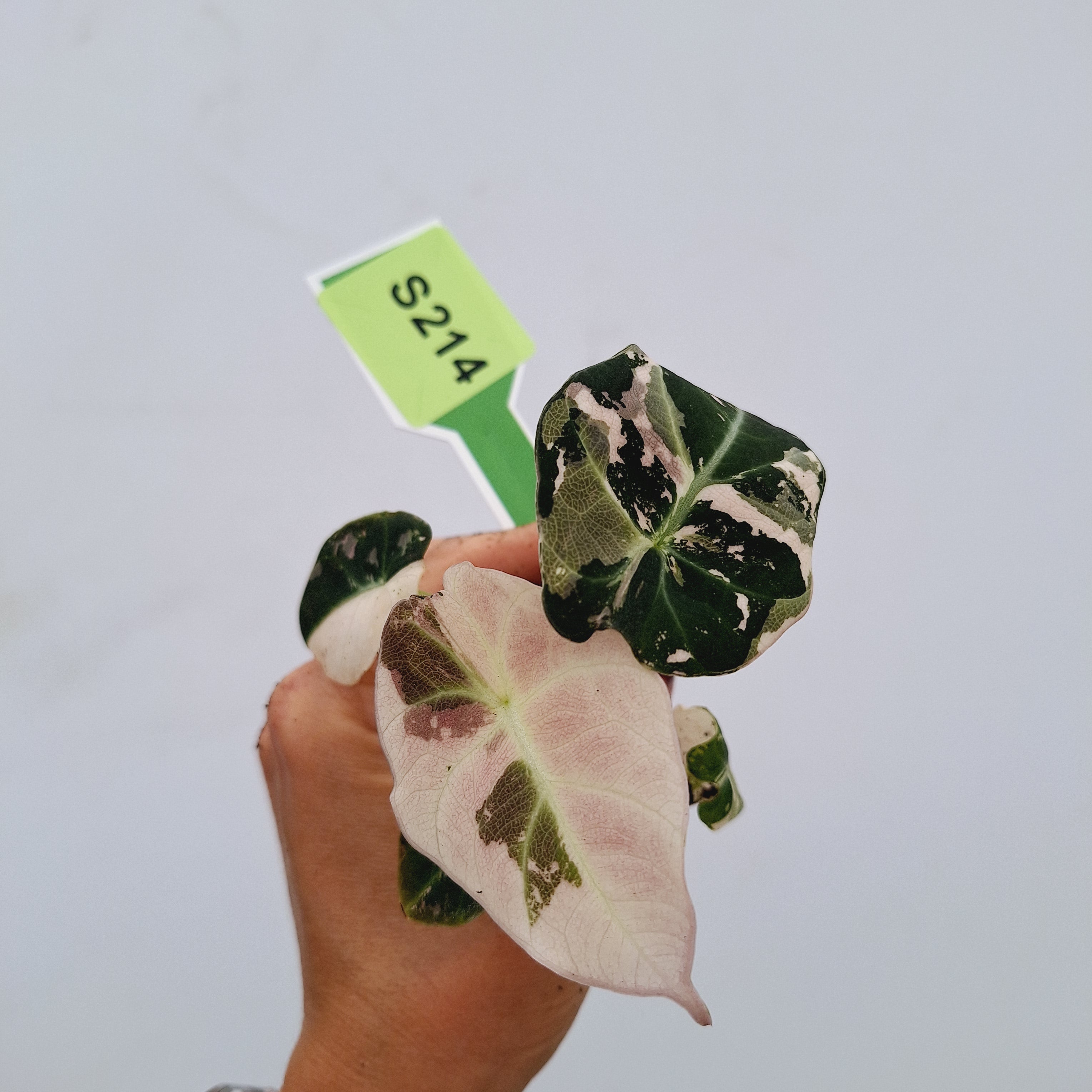 Alocasia reginula 'Black Velvet variegata'- Bare Bottom Baby