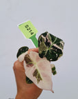 Alocasia reginula 'Black Velvet variegata'- Bare Bottom Baby