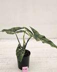 Alocasia ‘Simpo Albo’ Variegata - SALE