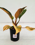 Philodendron 'Rojo Congo Variegated'