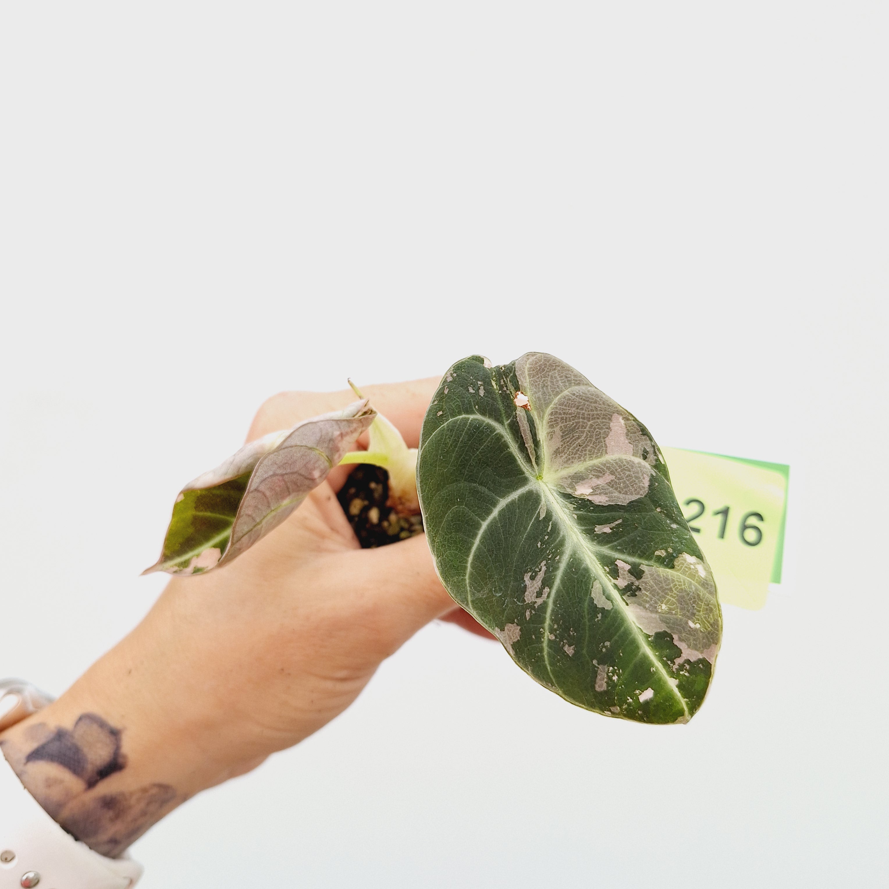 Alocasia reginula 'Black Velvet variegata'- Bare Bottom Baby