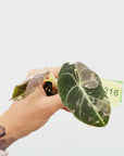 Alocasia reginula 'Black Velvet variegata'- Bare Bottom Baby