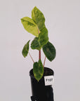 Alocasia 'Morocco' Variegated - SALE