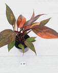 Philodendron 'Orange Princess' - FLASH SALE