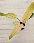 Philodendron 'Whipple Way' SALE