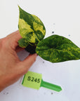 Alocasia sinuata 'Quilted Dream' Variegata - Bare Bottom Baby