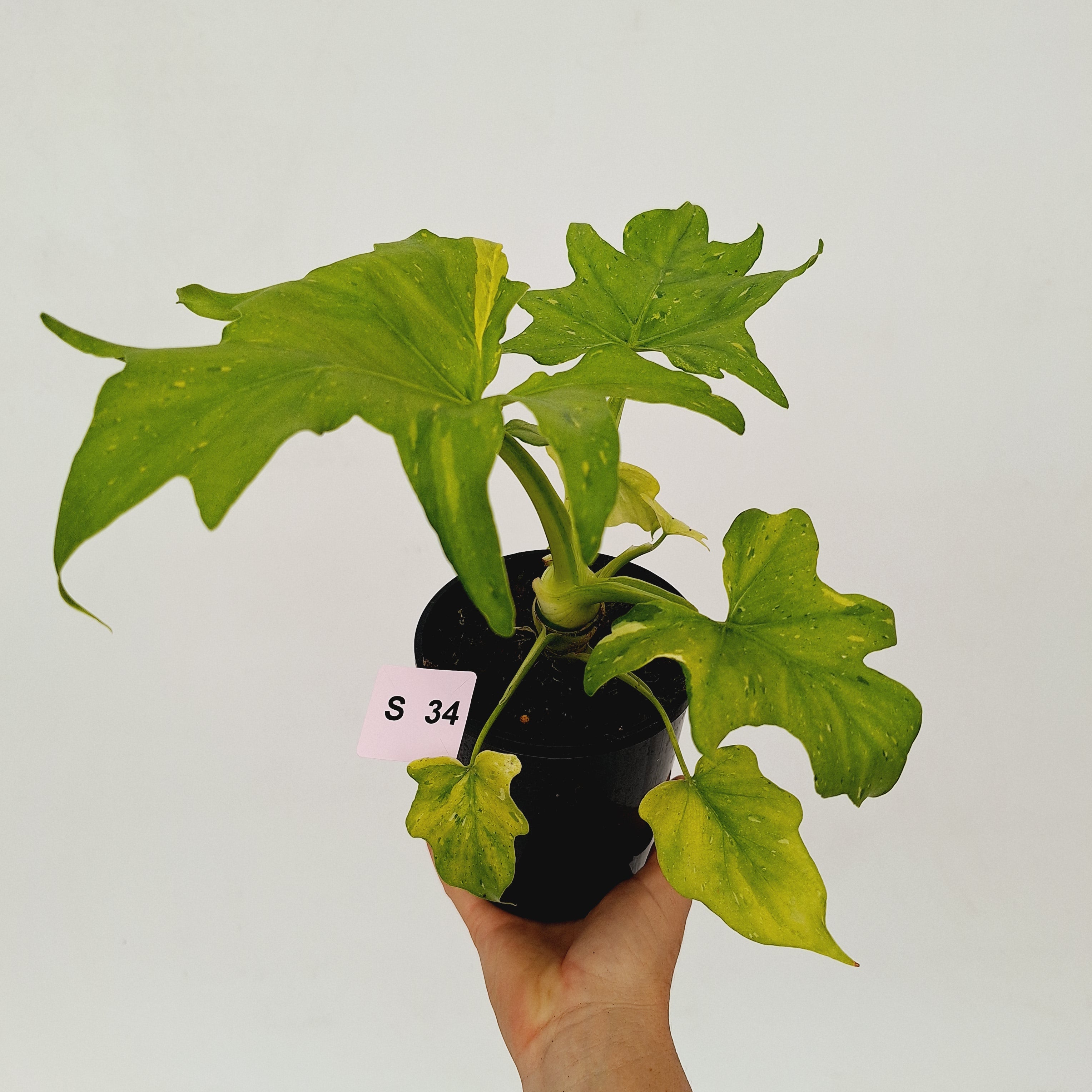Philodendron warscewiczii Gold Variegata