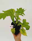 Philodendron warscewiczii Gold Variegata