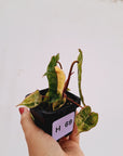 Philodendron billietiae Variegata