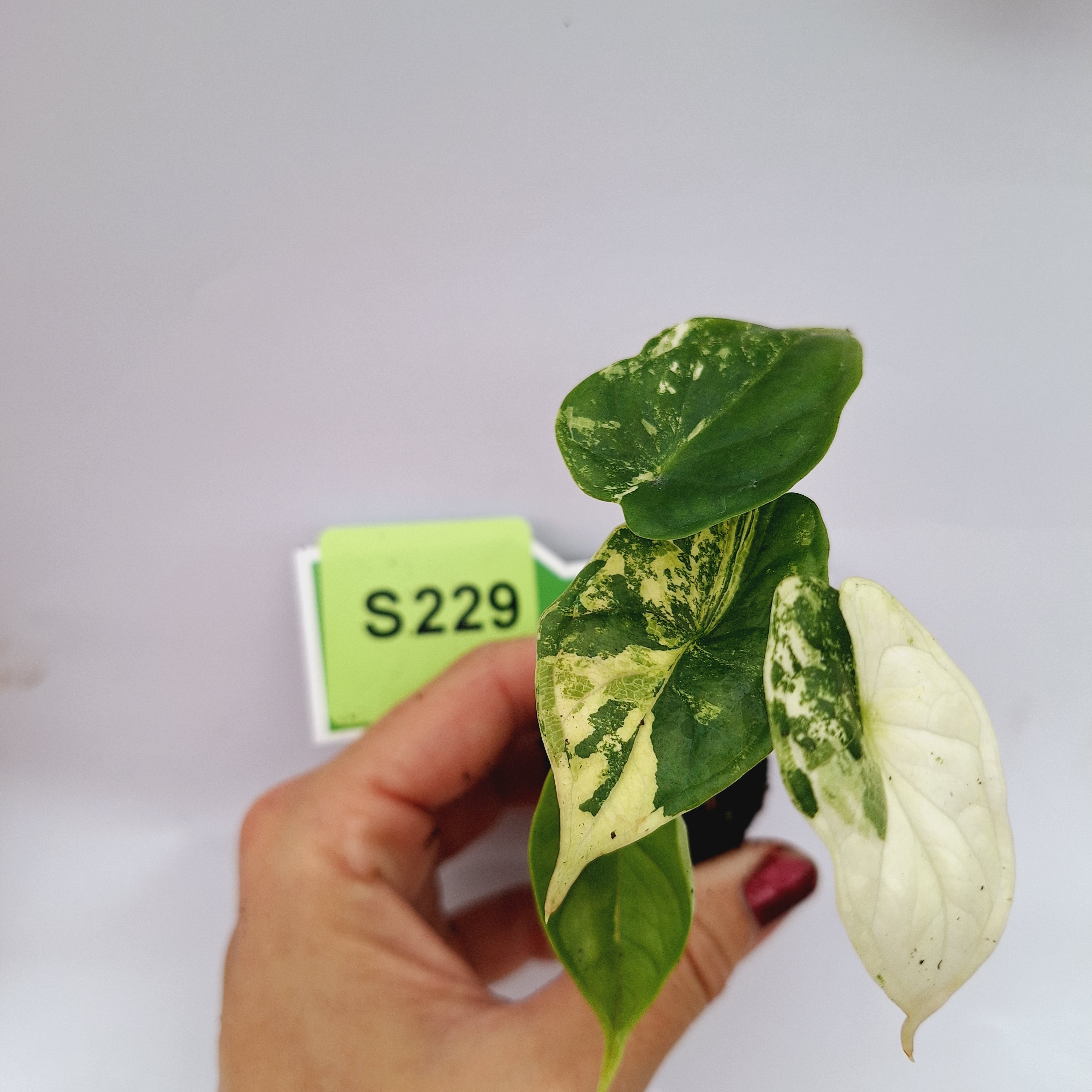 Alocasia Dragon Scale Variegata - Bare Bottom Baby