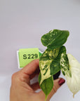 Alocasia Dragon Scale Variegata - Bare Bottom Baby